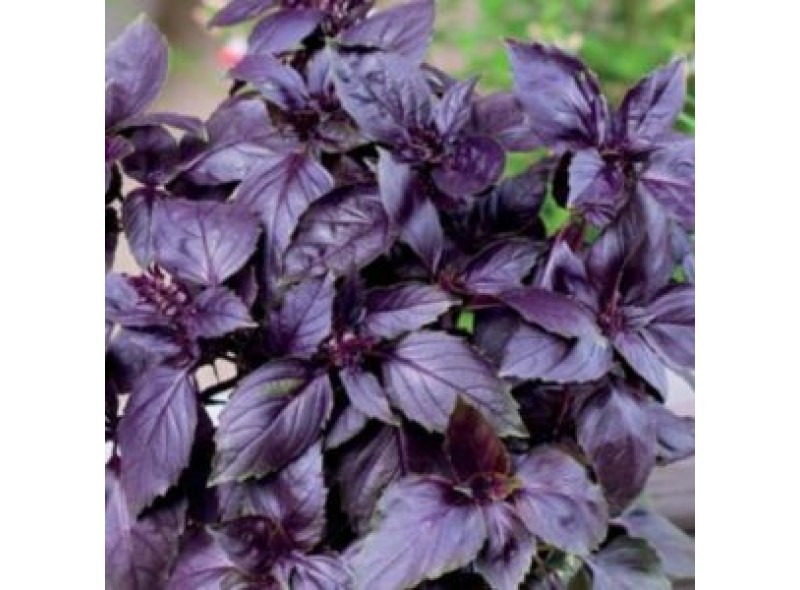 Семена базилика Виолет Кинг F1, фиолетовый, (0.5 кг.) Lark Seeds